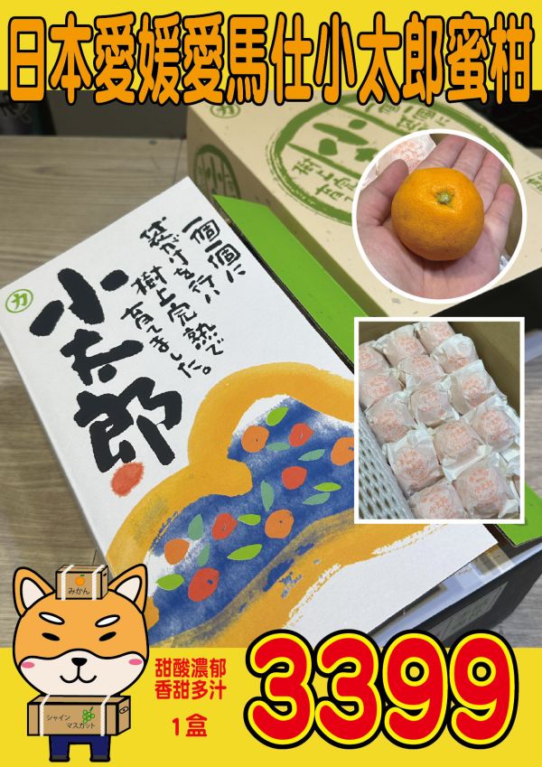 [甘甜多汁香氣十足][禮盒]日本愛媛愛馬仕小太郎蜜柑 日本愛媛愛馬仕小太郎蜜柑