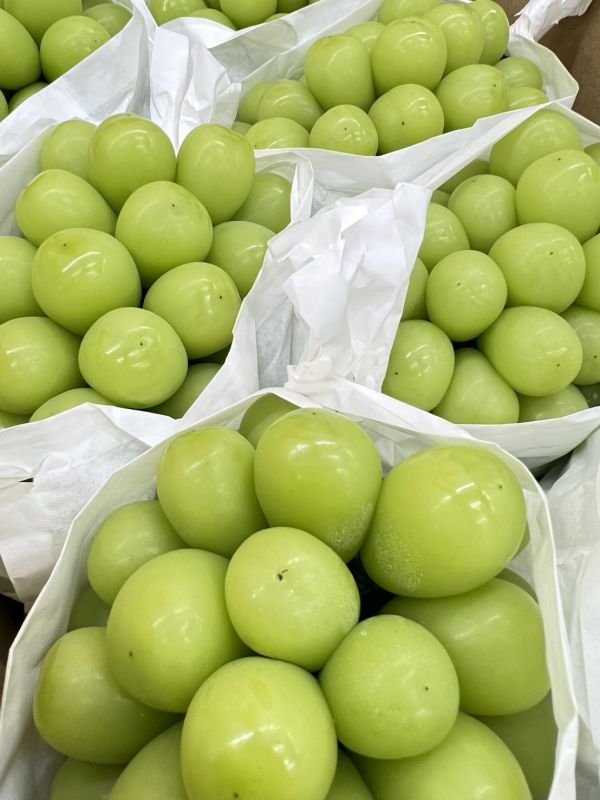 [皮薄爽脆芳香甘甜][整串][可加購禮盒]日本長野信州限定版糖果麝香葡萄 シャインマスカット 