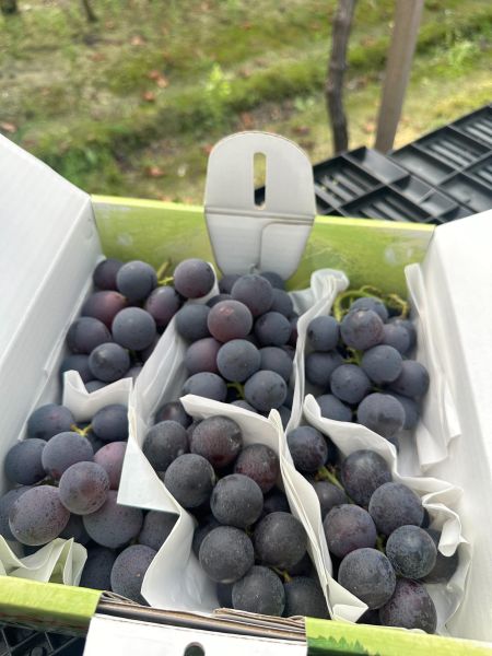 [甘甜醇厚水潤多汁]彰化網室蜜巨峰葡萄 台灣葡萄,巨峰葡萄