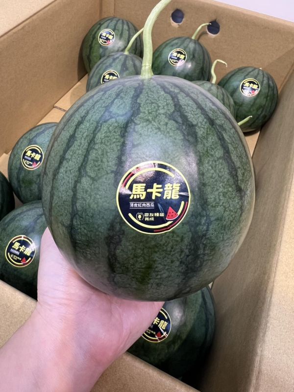 [果肉細嫩、鮮甜多汁] 嘉義縣馬卡龍西瓜 瓜