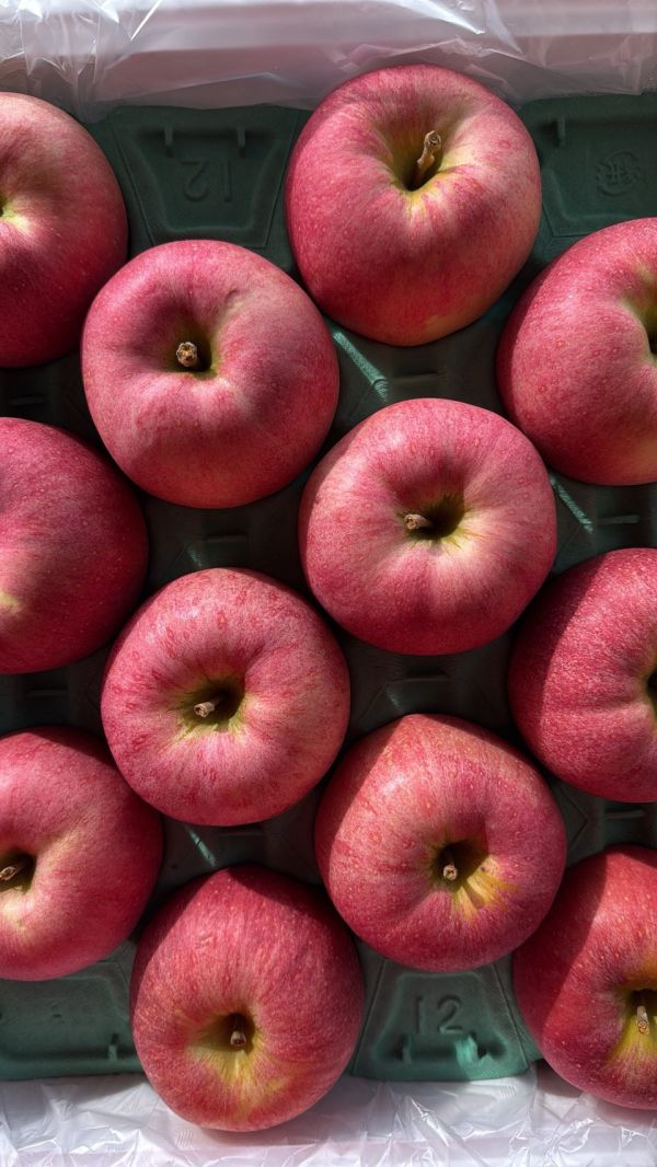 [巨大紅潤中脆甘甜]日本青森大紅榮蘋果 大紅栄 だいこうえい 日本青森蘋果,大紅榮蘋果,大紅栄,だいこうえい