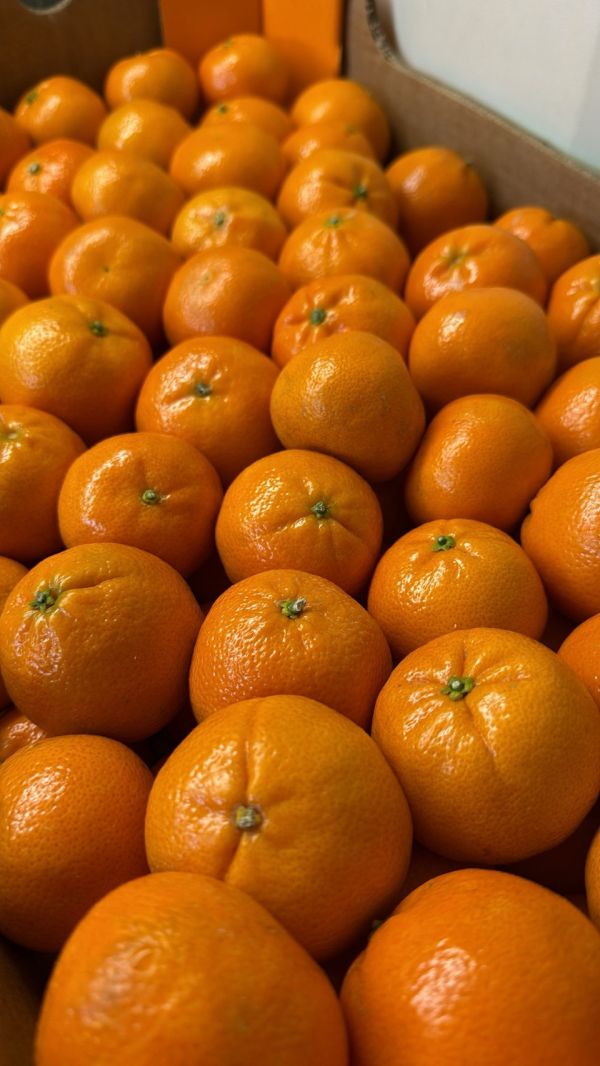 [易剝甜酸清爽][10kg原裝箱]南非砂糖橘 Mini Mandarin 砂糖橘,南非砂糖橘,Mini Mandarin