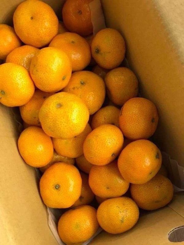 [每年必嚐甘甜濃郁][預購中]苗栗苑裡森林秘境砂糖蜜橘 台灣砂糖橘,砂糖橘,橘子