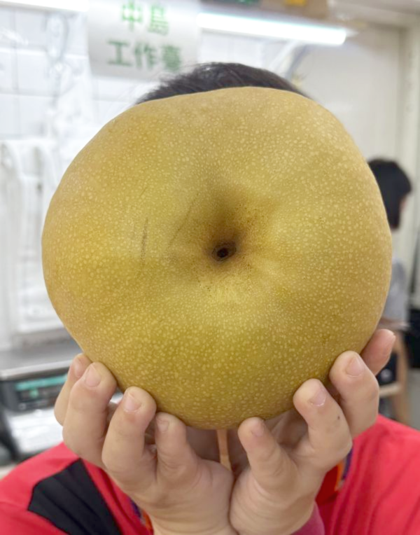 [清脆甘甜份量十足][附專屬1入盒]台中東勢超巨大比臉大甘露梨 