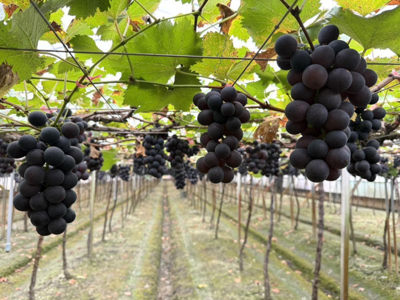 [甘甜醇厚水潤多汁]彰化網室蜜巨峰葡萄 台灣葡萄,巨峰葡萄