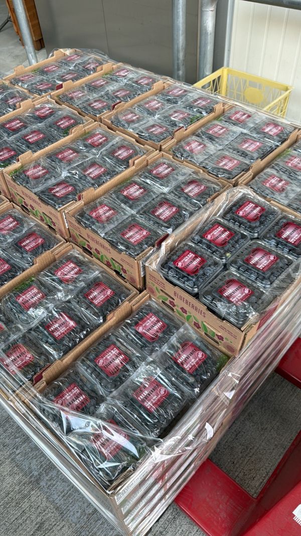 [甜酸均衡香氣佳]祕魯中果藍莓 Peru Blueberries 藍莓,祕魯中果藍莓,花青素