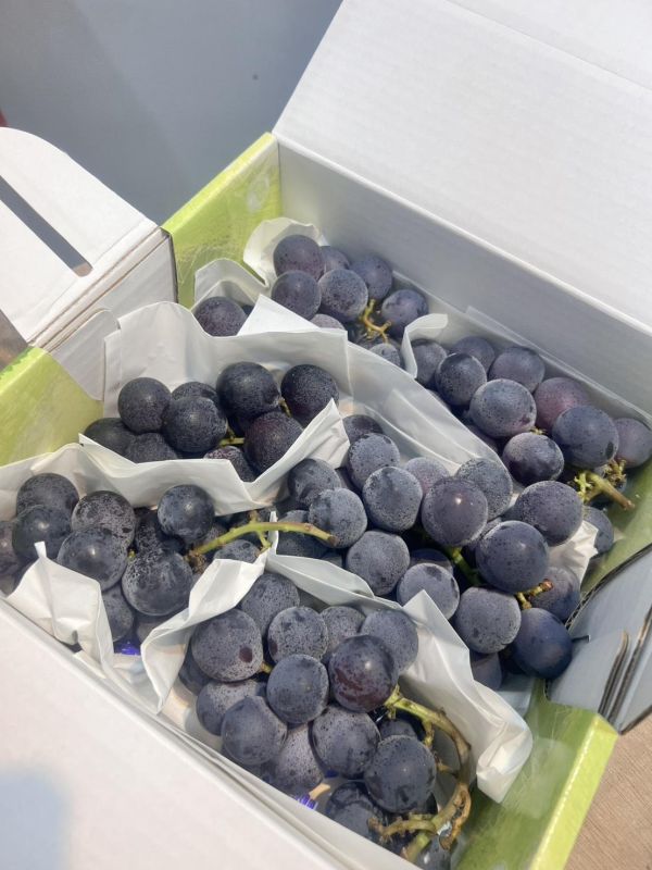 [3.2斤超優預購款][甘甜可口]台灣溫室巨峰葡萄 台灣溫室巨峰葡萄