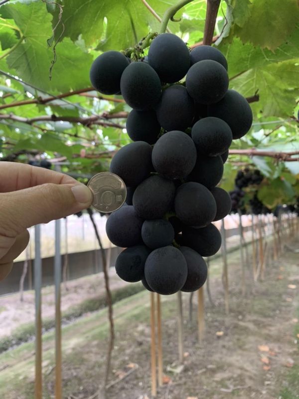 [甘甜醇厚水潤多汁]彰化網室蜜巨峰葡萄 台灣葡萄,巨峰葡萄