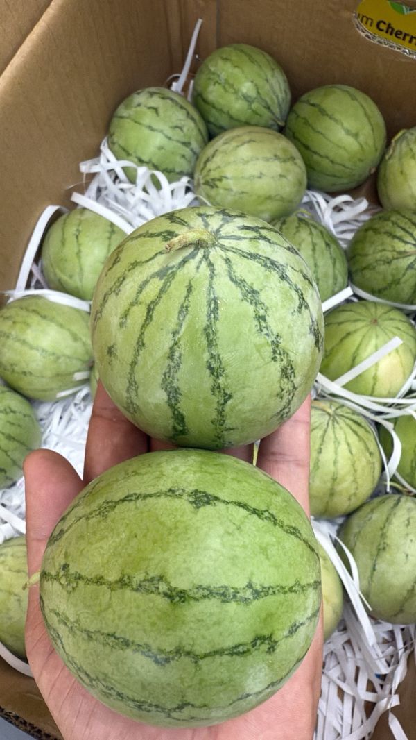 [果肉紅潤皮薄脆甜]台灣MINIBALL小西瓜 台灣MINIBALL小西瓜