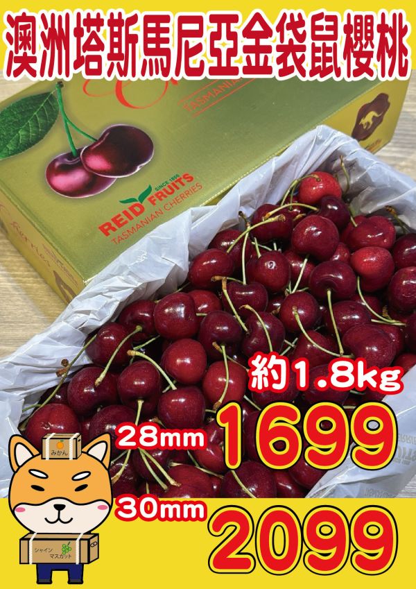 [甘甜濃郁幾乎不酸]澳洲塔斯馬尼亞金袋鼠櫻桃 澳洲塔斯馬尼亞金袋鼠櫻桃
