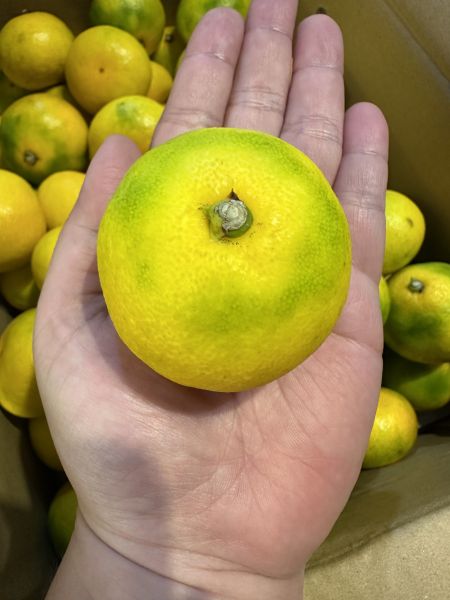 [甜酸濃郁]福岡蜜柑家庭號4kg 福岡蜜柑家庭號4kg