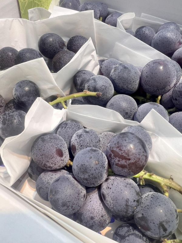 [3.2斤超優預購款][甘甜可口]台灣溫室巨峰葡萄 台灣溫室巨峰葡萄