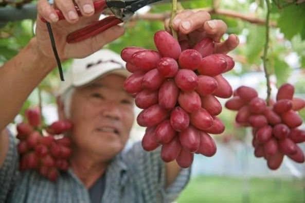 (有獨特花果香氣)日本島根神紅葡萄 