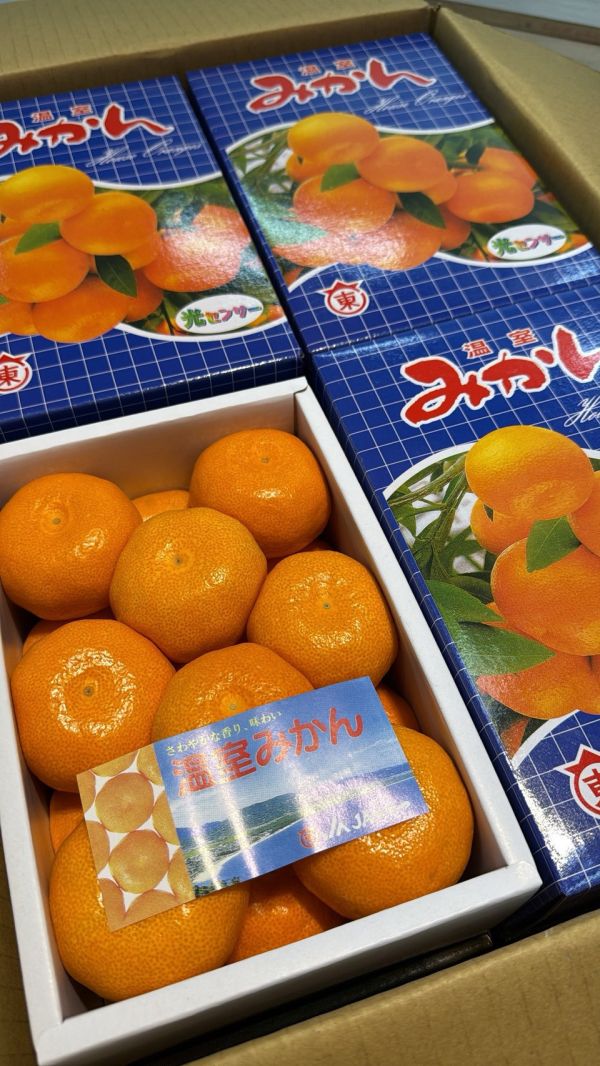[無籽皮薄香甜多汁][禮盒式]日本佐賀東蜜柑 佐賀みかん 和歌山蜜柑,日本小橘子,日本蜜柑,溫室蜜柑,有田,佐賀蜜柑, 福岡蜜柑,北原早生,きたはらわせ,山川蜜柑