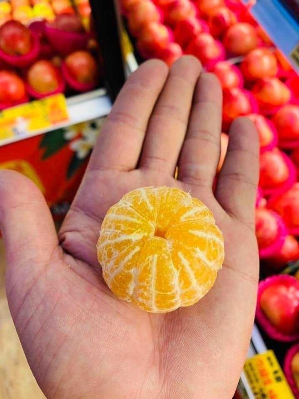 [每年必嚐甘甜濃郁][預購中]苗栗苑裡森林秘境砂糖蜜橘 台灣砂糖橘,砂糖橘,橘子