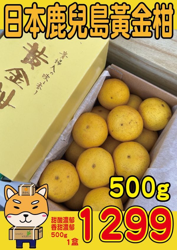 [清甜爽口檸檬香氣][禮盒式]日本鹿兒島貴婦人黃金柑 黄金柑 おうごんかん 鹿兒島黃金柑,貴婦人柑,貴夫人