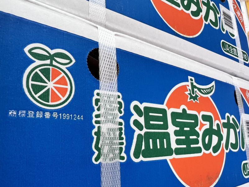 [甘甜多汁香氣十足][5公斤家庭號]日本愛媛蜜柑家庭號 愛媛温室みかん 日本愛媛蜜柑家庭號