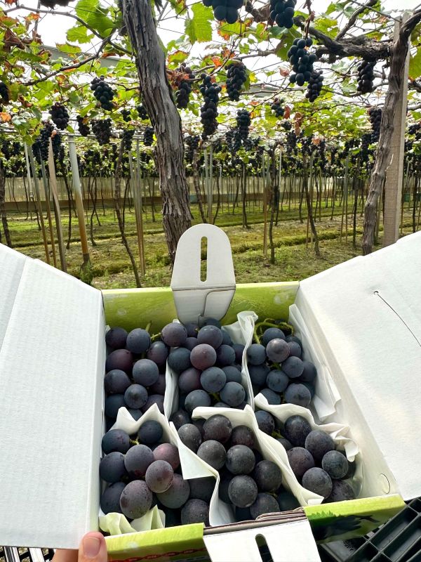 [甘甜醇厚水潤多汁]彰化網室蜜巨峰葡萄 台灣葡萄,巨峰葡萄