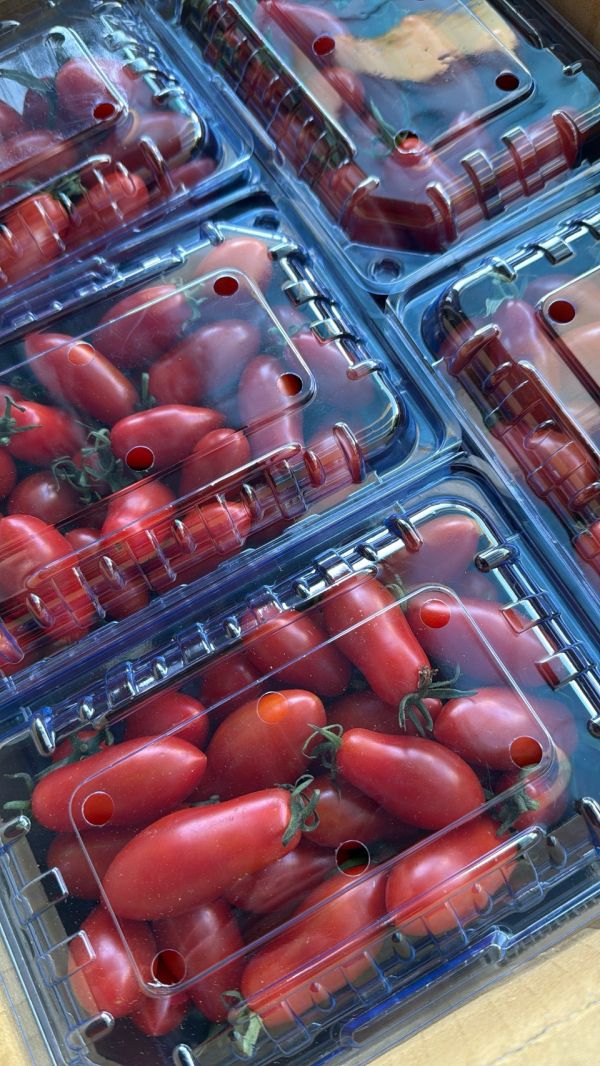 [皮薄甘甜]嘉義薄皮玉女小番茄 嘉義玉女小番茄,小番茄,玉女番茄