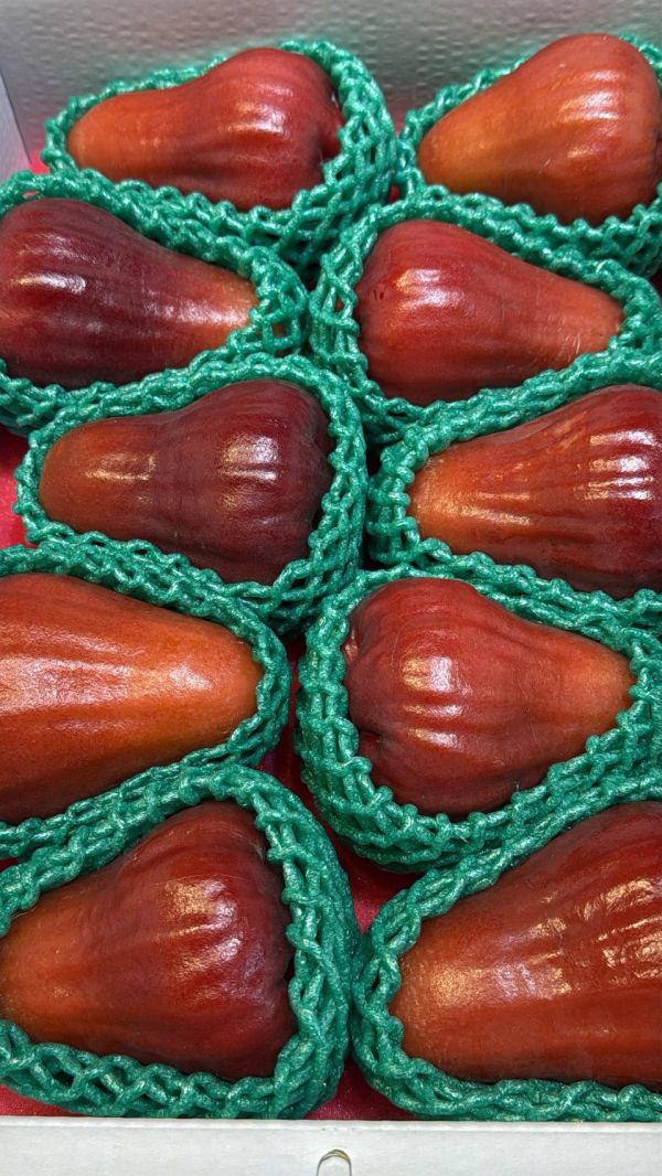 [甘甜香氣十足]頂級黑糖芭比蓮霧 頂級黑糖芭比蓮霧