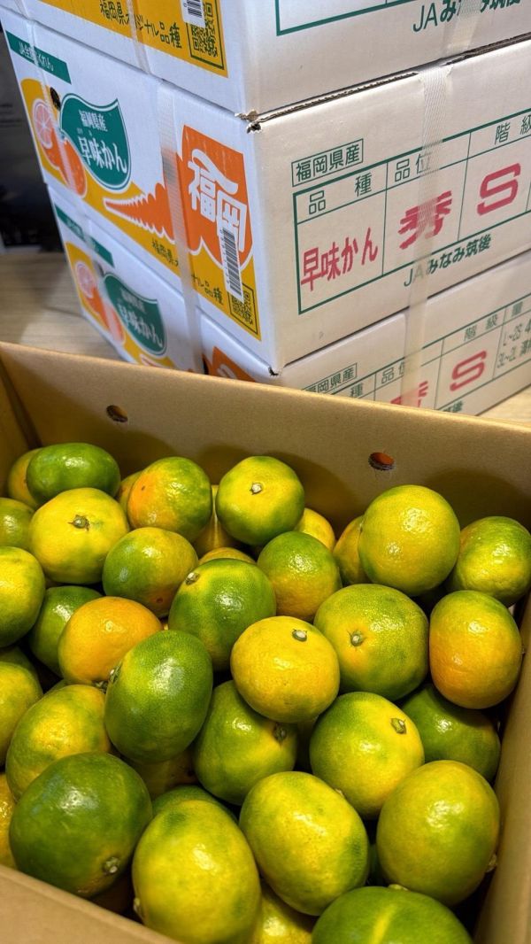 [皮薄好剝]日本福岡早生蜜柑嚐鮮盒 蜜柑 砂糖橘