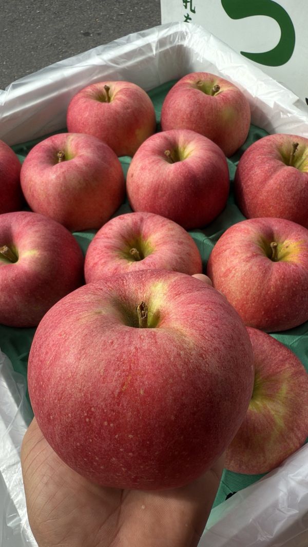 [巨大紅潤中脆甘甜]日本青森大紅榮蘋果 大紅栄 だいこうえい 日本青森蘋果,大紅榮蘋果,大紅栄,だいこうえい