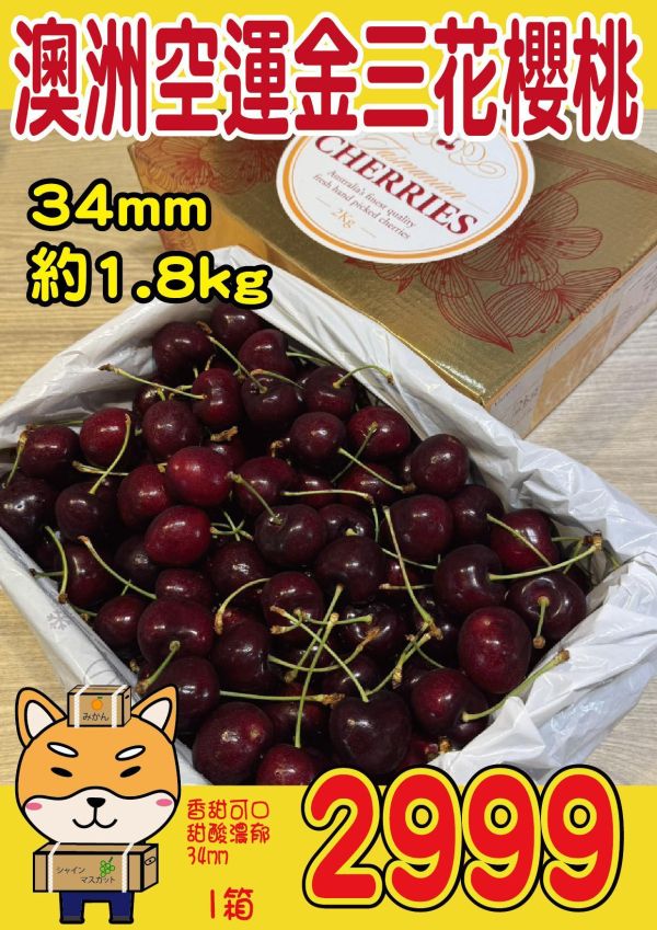 [甘甜濃郁幾乎不酸]澳洲金三花塔斯馬尼亞櫻桃 澳洲金三花踏塔斯馬尼亞櫻桃