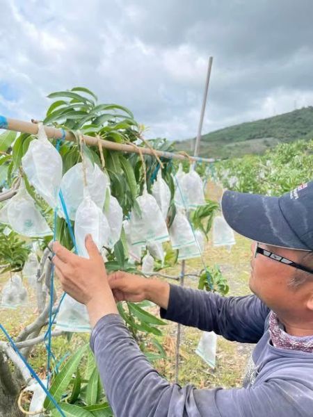 [汁多豐富濃郁香甜][整箱規格]屏東枋山艷之夏愛文芒果 珍珠芒果,迷你芒果,愛文芒果,枋山芒果,艷之夏芒果