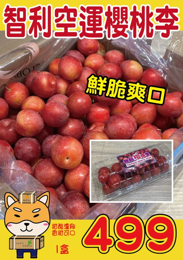 [厚實甘甜多汁]智利櫻桃李 Cherry Plum 櫻桃李,Cherry Plum,智利櫻桃李,櫻桃