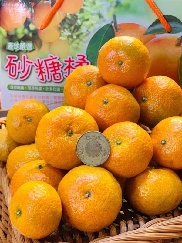 [每年必嚐甘甜濃郁][預購中]苗栗苑裡森林秘境砂糖蜜橘 台灣砂糖橘,砂糖橘,橘子