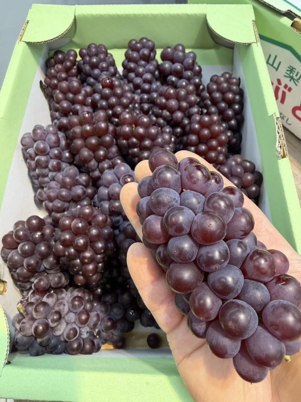 [香甜微酸無籽水潤][禮盒式]日本山梨香檳珍珠葡萄 德拉瓦葡萄 デラウェア 日本山梨香檳珍珠葡萄,德拉瓦葡萄,デラウェア,麝香葡萄,貓眼葡萄
