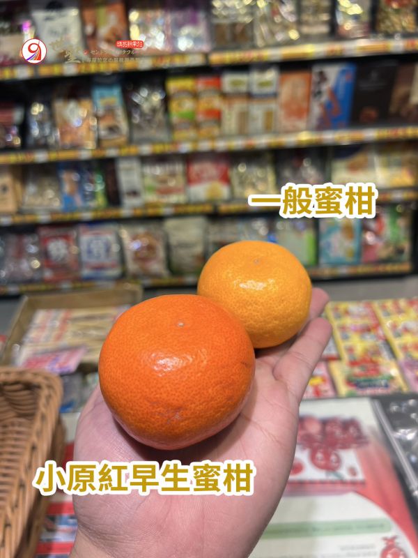 [橘紅飽滿香甜濃郁][禮盒式]日本香川小原紅早生蜜柑 金時紅 讚岐紅 さぬき紅 小原紅早生 おばらべにわせ 香川蜜柑,日本小橘子,日本蜜柑,溫室蜜柑,ハウスみかん,温室みかん,どうごものがたり,おばらべにわせ,