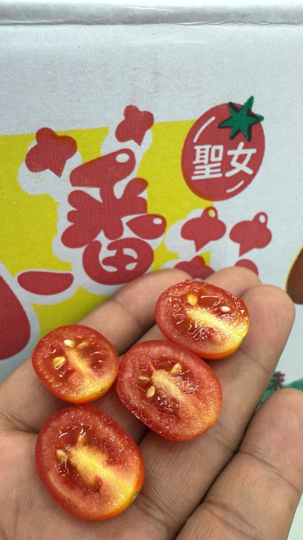 [甘甜口感佳]南投高山聖女小番茄 南投高山聖女小番茄