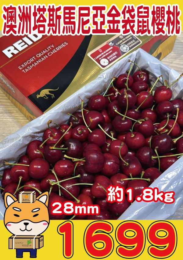 [甘甜濃郁幾乎不酸]澳洲塔斯馬尼亞金袋鼠櫻桃 澳洲塔斯馬尼亞金袋鼠櫻桃