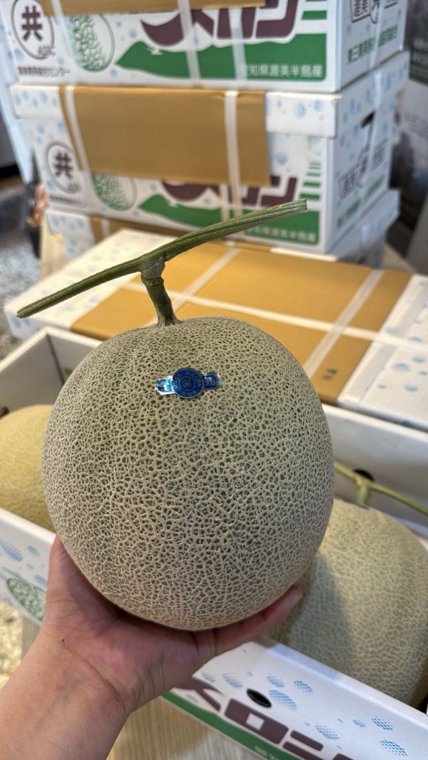 [綿軟香甜風味濃郁]日本愛知縣產青肉哈密瓜 日本愛知縣產青肉哈密瓜