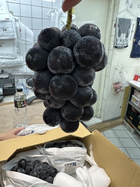 [皮薄無籽芳醇香甜][可加購禮盒]日本山梨貓眼葡萄 種なしピオーネ 比歐內葡萄 