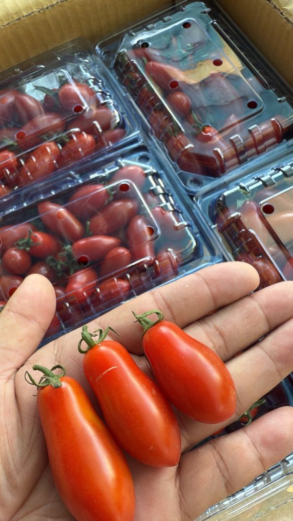 [皮薄甘甜]嘉義薄皮玉女小番茄 嘉義玉女小番茄,小番茄,玉女番茄