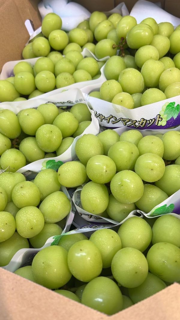 [香甜微酸無籽水潤]日本山梨麝香葡萄 日本山梨麝香葡萄