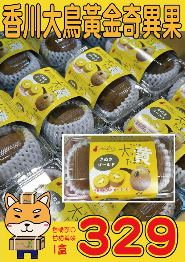 [質感厚實甘甜芳香]日本香川黃金奇異果 キウイの大っきいたまご 奇異鳥金奇異果 さぬきゴールド 日本香川黃金奇異果