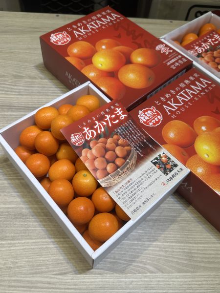 [清甜爽口檸檬香氣][禮盒式]日本宮崎赤金柑 日本宮崎赤金柑