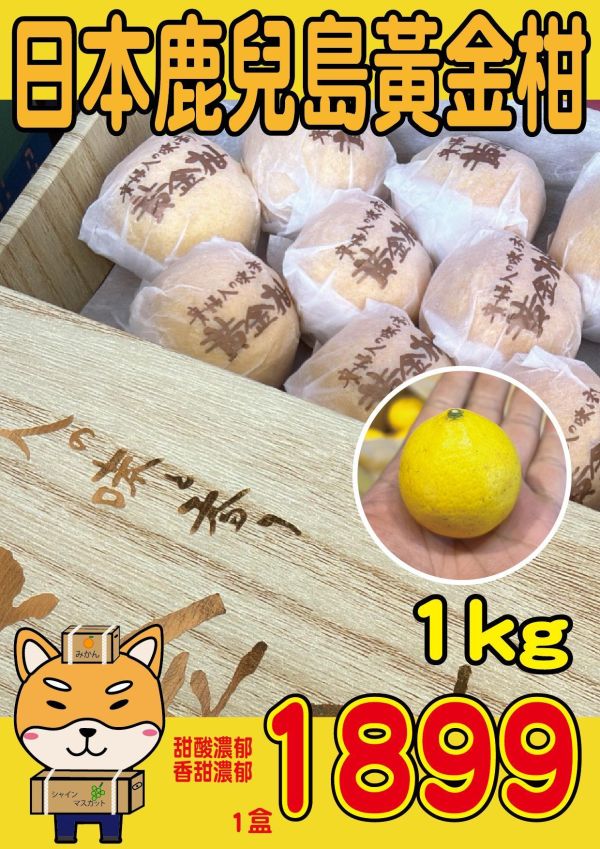 [清甜爽口檸檬香氣][禮盒式]日本鹿兒島貴婦人黃金柑 黄金柑 おうごんかん 鹿兒島黃金柑,貴婦人柑,貴夫人