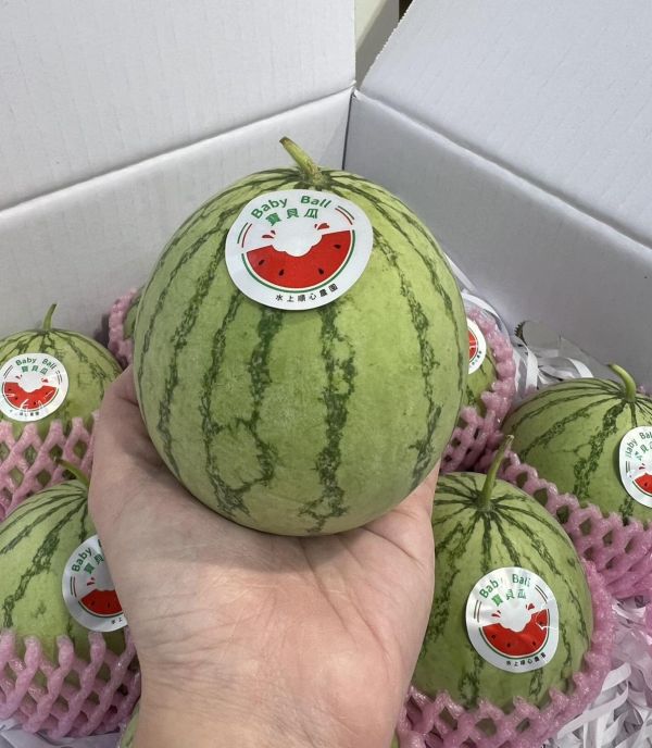 [鮮紅果肉超誘人]嘉義水上迷你小西瓜 瓜