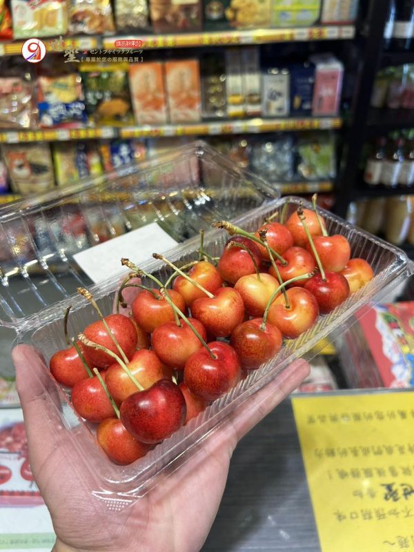 [甘甜濃郁][500g嚐鮮盒]美國華盛頓空運Skylar Rae草莓白櫻桃 美國華盛頓空運北極熊櫻桃原裝箱