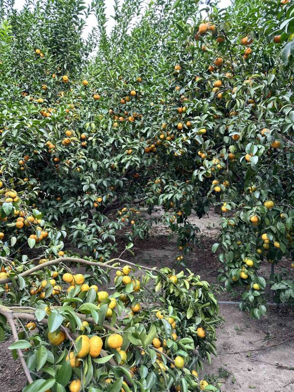 [每年必嚐甘甜濃郁][預購中]苗栗苑裡森林秘境砂糖蜜橘 台灣砂糖橘,砂糖橘,橘子