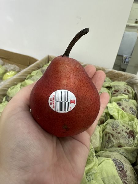 [清甜爽脆稍放更香甜]西洋梨 西洋梨