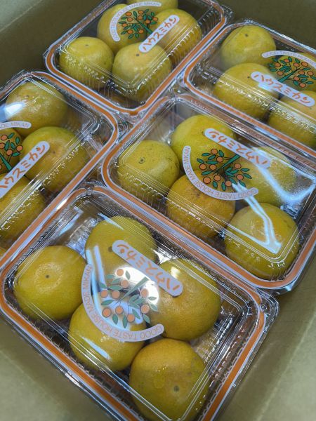 [無籽皮薄香甜多汁]日本和歌山蜜柑嚐鮮盒 日本和歌山蜜柑嚐鮮盒