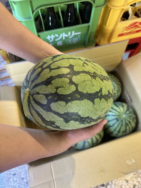 [黃肉品種甘甜多汁]花蓮小玉西瓜 花蓮小玉西瓜
