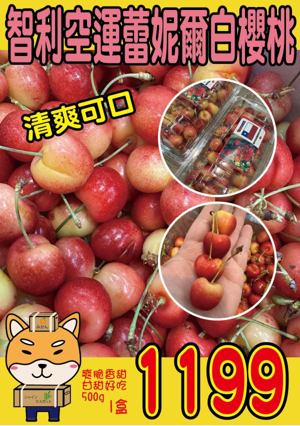 [脆甜清爽超人氣]智利空運蕾妮爾白櫻桃500g Chile Rainier Cherries 智利櫻桃,空運櫻桃,紐西蘭櫻桃,塔斯馬尼亞櫻桃,紅櫻桃,白櫻桃