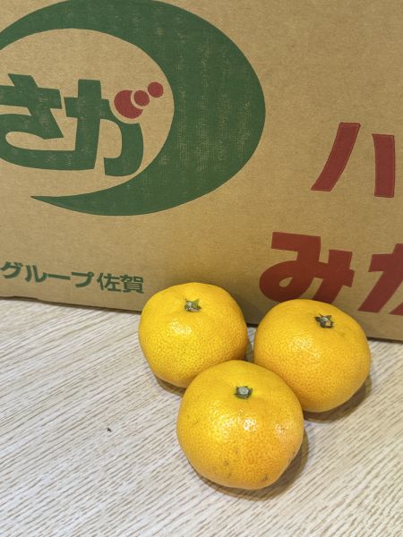 [無籽皮薄香甜多汁][禮盒式]日本佐賀東溫室蜜柑 佐賀温室みかん 和歌山蜜柑,日本小橘子,日本蜜柑,溫室蜜柑,有田,佐賀蜜柑, 福岡蜜柑,北原早生,きたはらわせ,山川蜜柑