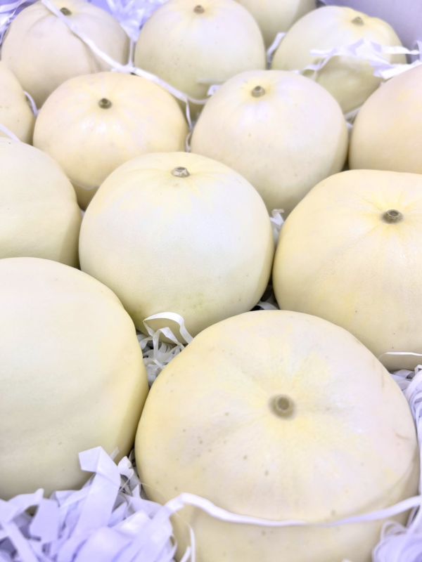 [甘甜爽脆香氣十足]嘉義水上溫室美濃洋香瓜 甜瓜 香瓜 美濃瓜 嘉義水上溫室美濃洋香瓜